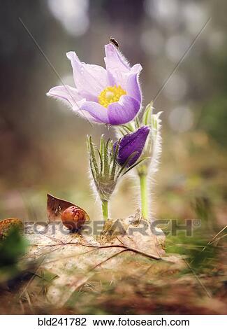 Insect on petal of purple flower View Large Photo Image Stock Image - Insect on petal of purple flower. Fotosearch