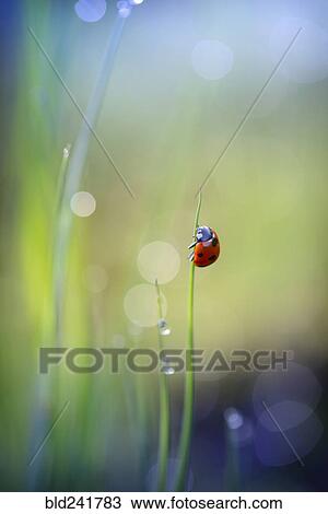 Ladybug clinging to blade of grass View Large Photo Image Stock Image - Ladybug clinging to blade of grass. Fotosearch