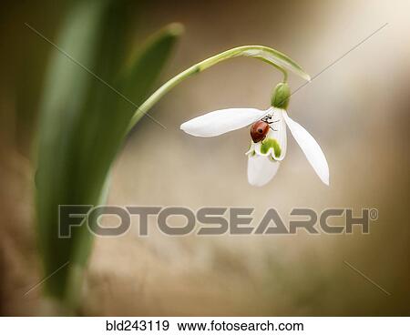 Ladybug on flower petal View Large Photo Image Stock Photo - Ladybug on flower petal. Fotosearch
