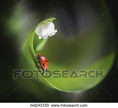 Ladybug on leaf near flower View Large Photo Image Stock Image - Ladybug on leaf near flower. Fotosearch