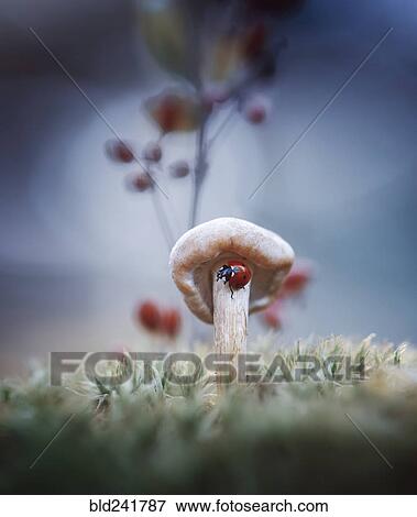 Stock Photo - Ladybug on mushroom. Fotosearch