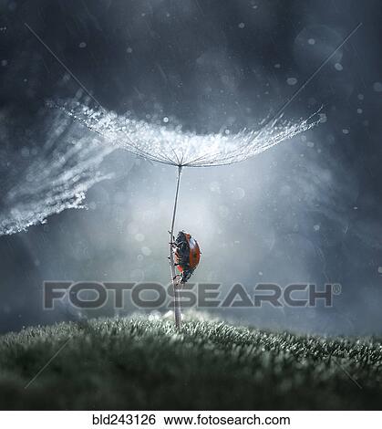 Stock Photograph - Ladybug on plant stem. Fotosearch