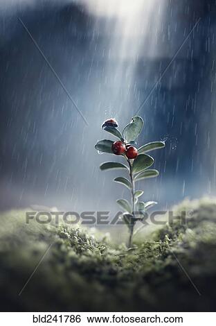 Ladybug on seedling in rain View Large Photo Image Stock Photograph - Ladybug on seedling in rain. Fotosearch