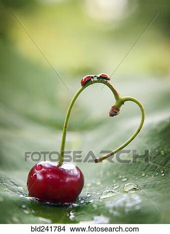 Picture - Ladybugs on heart-shaped cherry stem. Fotosearch