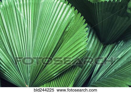 Large green leaves View Large Photo Image Stock Photography - Large green leaves. Fotosearch