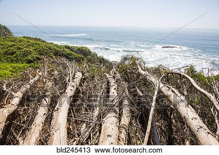 Logs near ocean beach View Large Photo Image Stock Image - Logs near ocean beach. Fotosearch