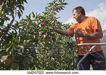 Man picking apples in orchard View Large Photo Image Stock Image - Man picking apples in orchard. Fotosearch
