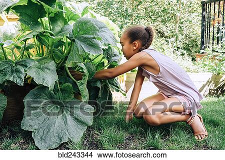 Mixed Race girl reaching in leafy plant View Large Photo Image Picture - Mixed Race girl reaching in leafy plant. Fotosearch