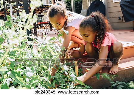 Stock Photography - Mixed Race sisters picking food in garden. Fotosearch