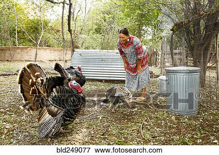 Stock Photo - Mixed race woman smiling at turkeys. Fotosearch