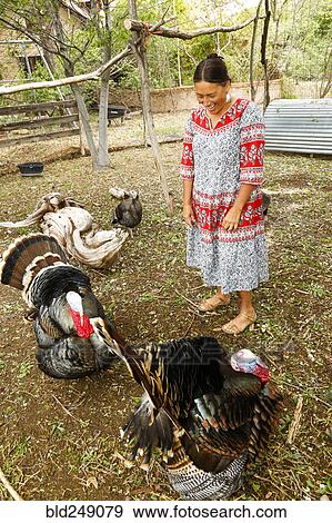 Stock Photo - Mixed race woman watching turkeys and laughing. Fotosearch