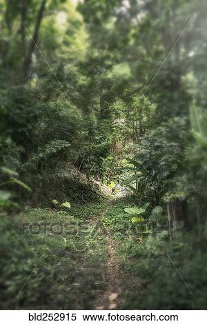 Stock Photography - Narrow path winding through dense forest. Fotosearch