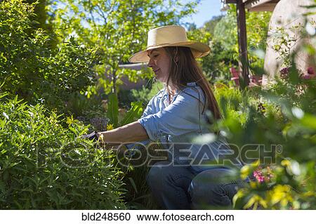 Older Caucasian woman gardening View Large Photo Image Stock Image - Older Caucasian woman gardening. Fotosearch