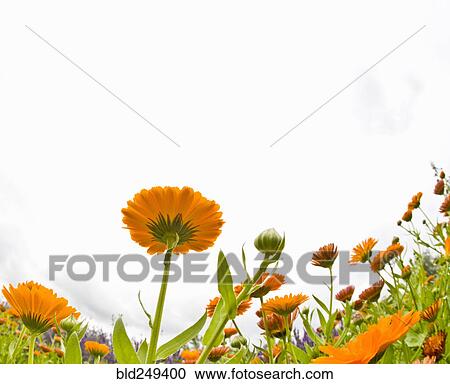 Stock Image - Orange flowers in field. Fotosearch