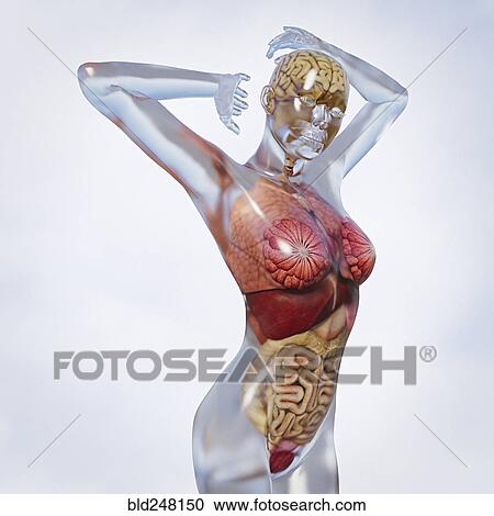 Organs in transparent woman View Large Photo Image Stock Image - Organs in transparent woman. Fotosearch