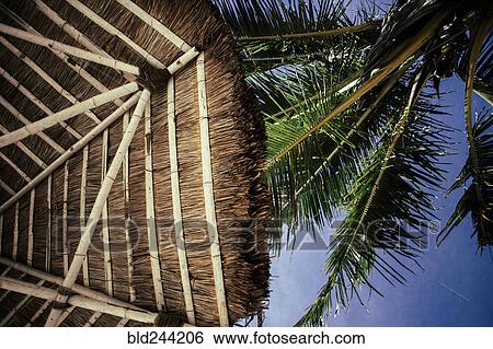 Palm tree and thatched umbrella View Large Photo Image Stock Photograph - Palm tree and thatched umbrella. Fotosearch