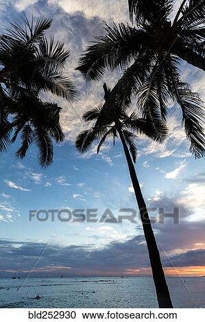 Stock Image - Palm trees near ocean at sunset. Fotosearch