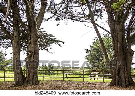 People carrying surfboards behind wooden fence View Large Photo Image Stock Photo - People carrying surfboards behind wooden fence. Fotosearch