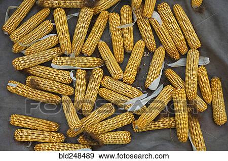 Stock Photo - Pile of corn on cob. Fotosearch