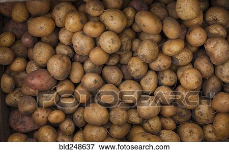Pile of potatoes View Large Photo Image Stock Photo - Pile of potatoes. Fotosearch