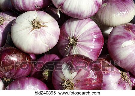 Pile of purple onions View Large Photo Image Stock Photography - Pile of purple onions . Fotosearch