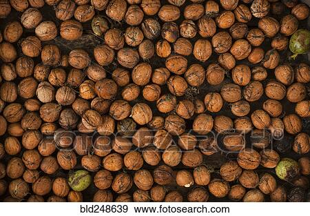 Stock Photo - Pile of walnuts. Fotosearch