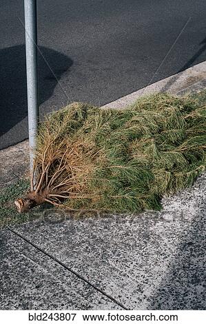Pine tree laying on sidewalk near pole View Large Photo Image Stock Photo - Pine tree laying on sidewalk near pole. Fotosearch
