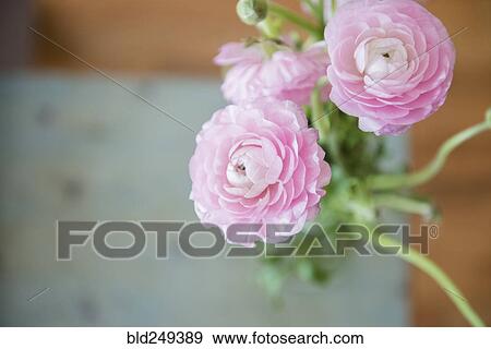Pink flowers View Large Photo Image Stock Photo - Pink flowers. Fotosearch