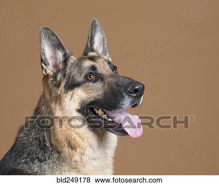 Portrait of alert dog View Large Photo Image Stock Photo - Portrait of alert dog. Fotosearch