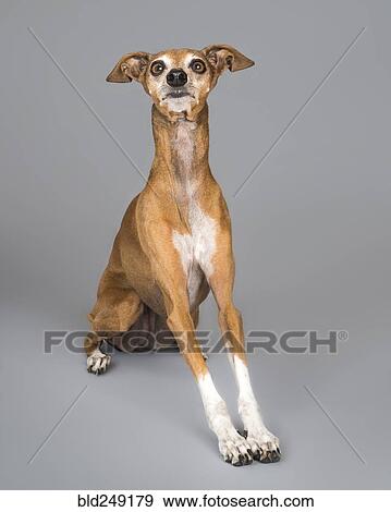 Portrait of alert dog View Large Photo Image Stock Photo - Portrait of alert dog. Fotosearch