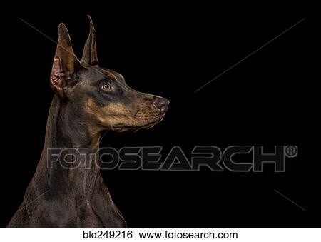 Portrait of alert dog View Large Photo Image Stock Photograph - Portrait of alert dog. Fotosearch