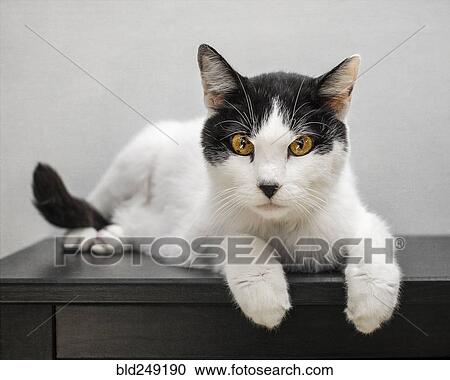 Portrait of cat laying on table View Large Photo Image Stock Image - Portrait of cat laying on table. Fotosearch