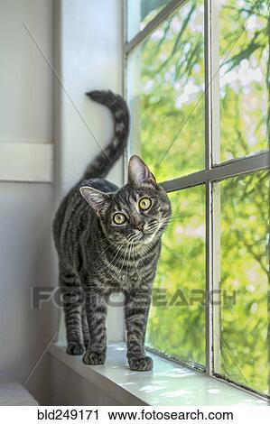 Portrait of cat standing at window View Large Photo Image Stock Image - Portrait of cat standing at window. Fotosearch