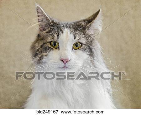 Portrait of cat View Large Photo Image Stock Photo - Portrait of cat. Fotosearch