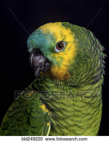 Portrait of colorful parrot View Large Photo Image Stock Image - Portrait of colorful parrot. Fotosearch
