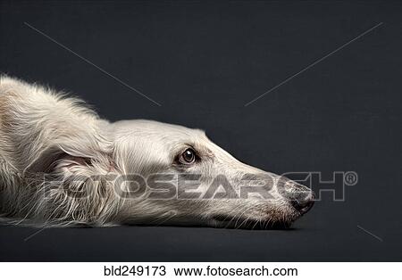 Stock Image - Portrait of dog laying on floor. Fotosearch