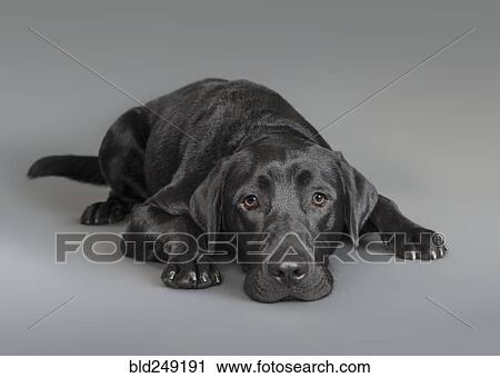 Stock Image - Portrait of dog laying on floor. Fotosearch