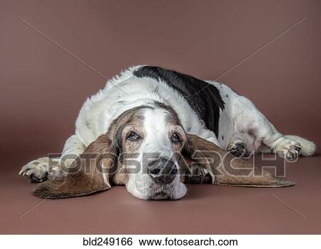 Portrait of dog laying on floor View Large Photo Image Stock Photograph - Portrait of dog laying on floor. Fotosearch