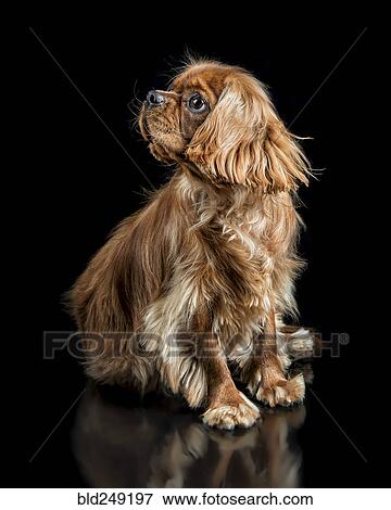 Portrait of dog looking away View Large Photo Image Stock Photo - Portrait of dog looking away. Fotosearch