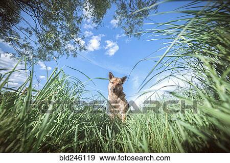 Portrait of dog looking down at grass View Large Photo Image Stock Photo - Portrait of dog looking down at grass. Fotosearch