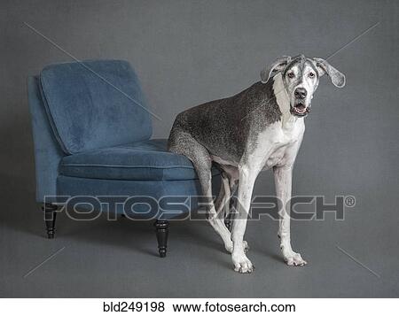 Stock Photo - Portrait of dog sitting on chair. Fotosearch
