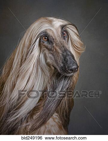Portrait of dog View Large Photo Image Stock Photograph - Portrait of dog. Fotosearch