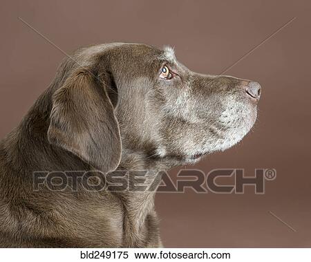 Portrait of dog View Large Photo Image Stock Photography - Portrait of dog. Fotosearch