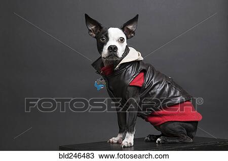 Portrait of dog wearing leather jacket View Large Photo Image Stock Image - Portrait of dog wearing leather jacket. Fotosearch