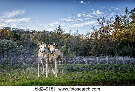 Portrait of dogs in field View Large Photo Image Stock Image - Portrait of dogs in field. Fotosearch