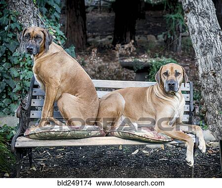 Picture - Portrait of dogs on park bench. Fotosearch