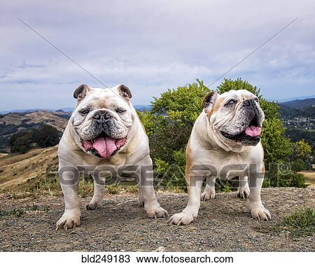 Stock Image - Portrait of dogs standing on hill. Fotosearch