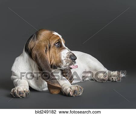 Portrait of hound laying on floor View Large Photo Image Stock Image - Portrait of hound laying on floor. Fotosearch