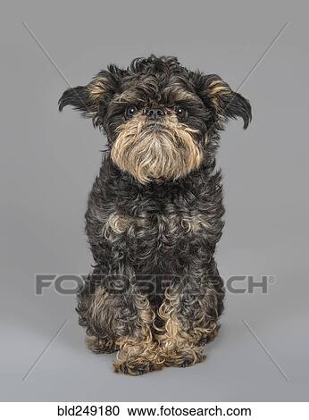Portrait of serious dog View Large Photo Image Stock Image - Portrait of serious dog. Fotosearch
