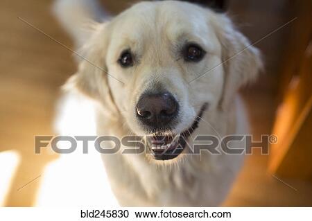 Stock Image - Portrait of smiling dog. Fotosearch